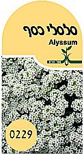 ���� ����� ��� - Alyssum