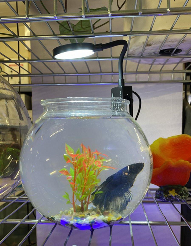 ����� �� LED ����� ��������� ����� ���� ��� BOWLLIGHT
