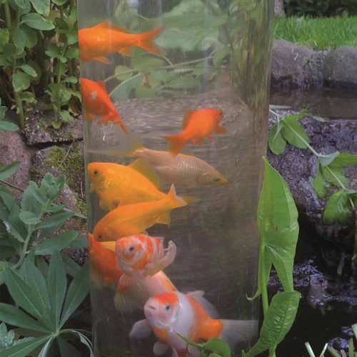 ���� ���� �������� ������ ��� ������ UBBINK FISHTOWER-100
